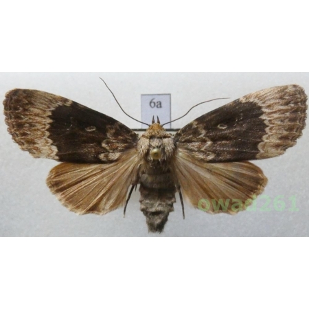 Amphipyra perflua (Fabricius, 1787) Czech6a